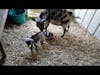 3-day-old baby goat dancing!