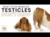 Dog Testicles Not Dropping Plus Spay/Neuter Advice | Dr. Trina Hazzah Q&A