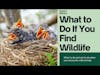 What should you do when you encounter wildlife?