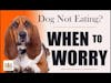 Dog Not Eating? When to Worry │ Dr. Demian Dressler Q&A