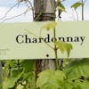 Episode 7-Chardonnay, Tasting Trends, How To Pick Cheap Wine