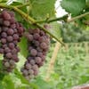 Episode 53-Grapes Need Genetic Help, Closure Type Equals Quality