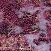 Episode 54-Carbonic Maceration, Technology In Wine, Wine Facts You Don't Need To Know