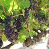 Episode 93-Wine Grape Insurance, Trends In Wine