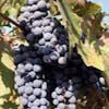 Episode 99-To Hot To Grow Grapes In CA, Replica Wines, Cotton Candy Grapes