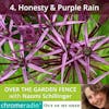 OVER THE GARDEN FENCE 4 | Honesty & Purple Rain