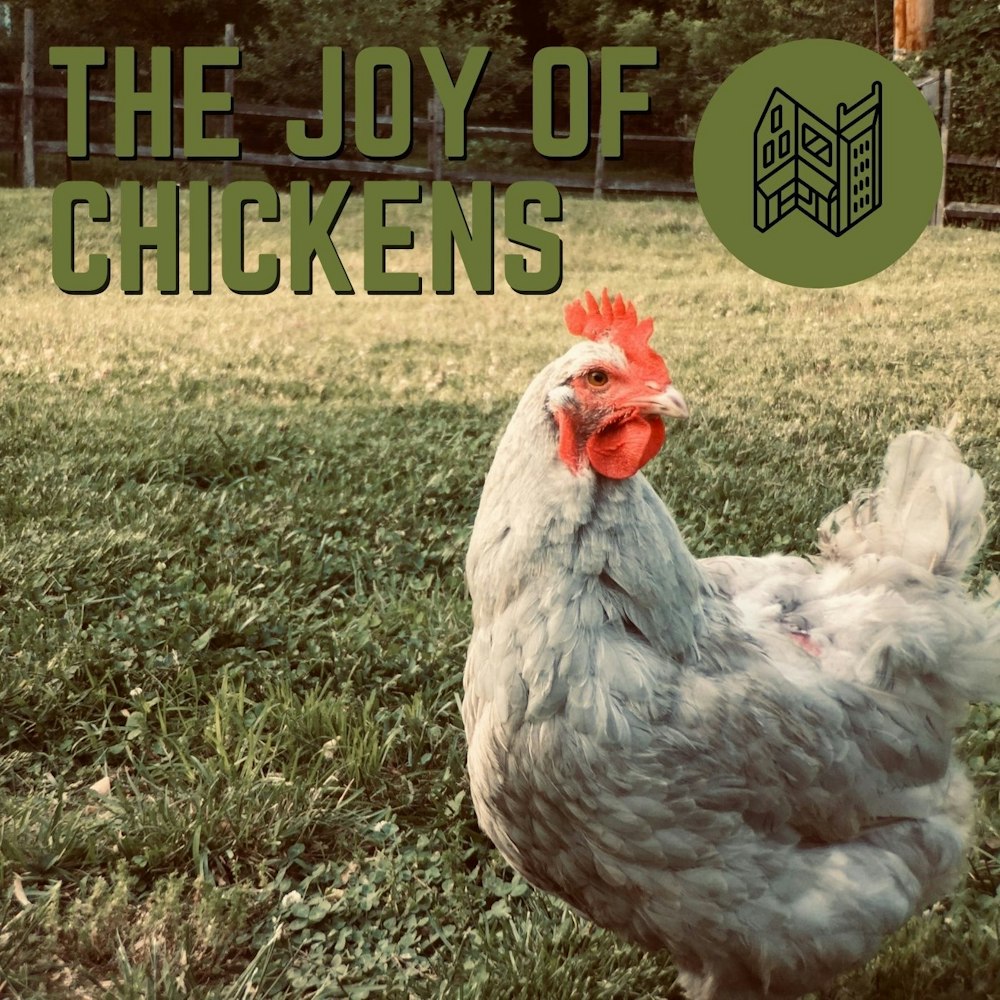 The Joy Of Chickens