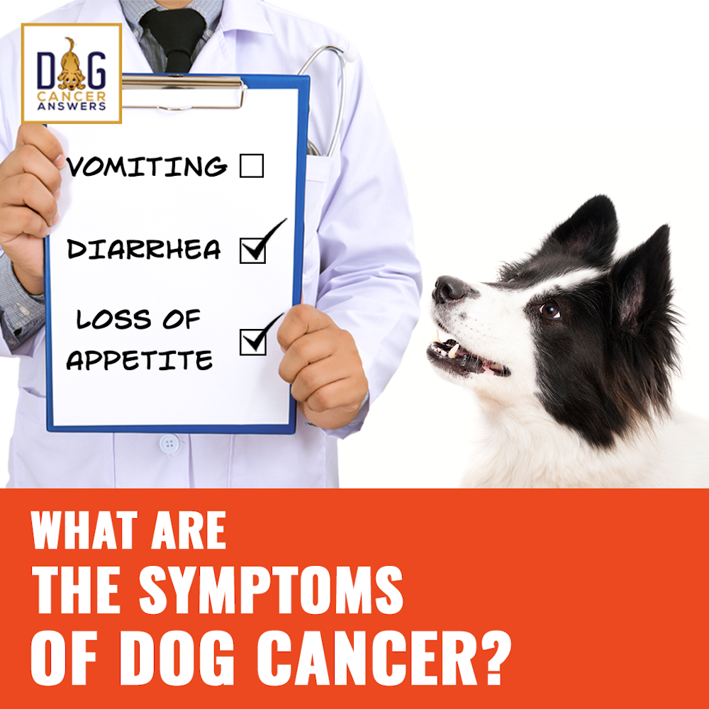 What Are the Symptoms of Dog Cancer? │ Dr. Demian Dressler Q&A