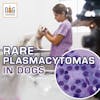 Rare Plasmacytomas in Dogs │ Dr. Nancy Reese Q&A