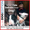 When Fate Delivers Your Dog: Martha Teichner’s Book “When Harry Met Minnie” | Gobi The Desert Dog | Dog Edition #9