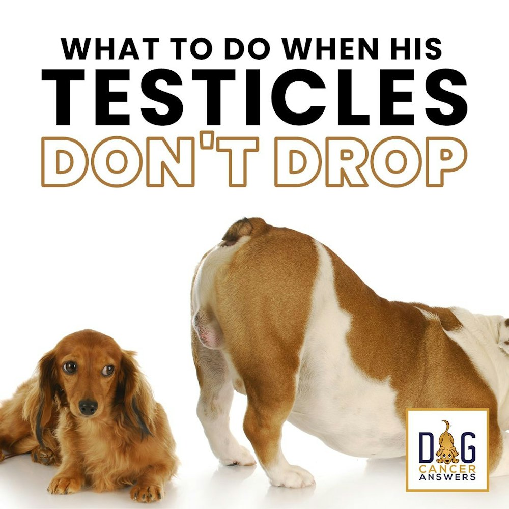 Dog Testicles Not Dropping Plus Spay/Neuter Advice | Dr. Trina Hazzah Q&A