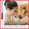A Dog’s Story of Survival | We Don’t Deserve Dogs | A Dog Eases the Pain of Divorce | Dog Edition #14