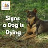 Signs a Dog is Dying: A Vet Reveals What Your Dog May Be Experiencing | Dr. Demian Dressler Q&A