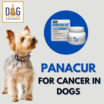 Panacur for Cancer in Dogs │ Dr. Nancy Reese Q&A