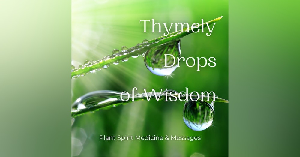 Mimosa + Elderflower Guided Meditation