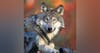 Gray Wolves: Predator or Victim ?
