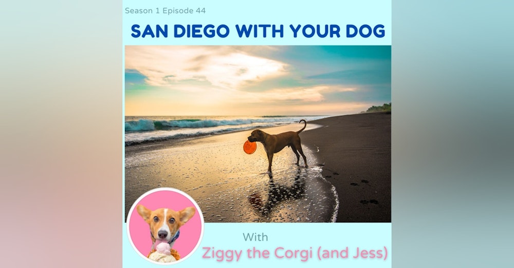 San Diego with Your Dog