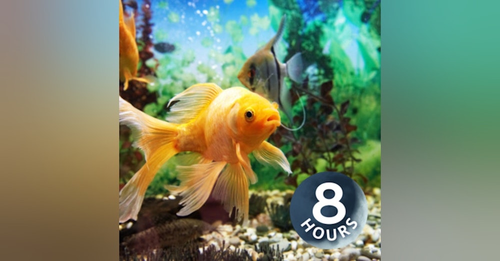 Fish Tank Soothing Water Sounds 8 Hours