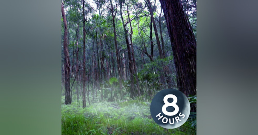 Rain Falling Sounds in Australian Forest 8 Hours I White Noise for Sleep or Focus