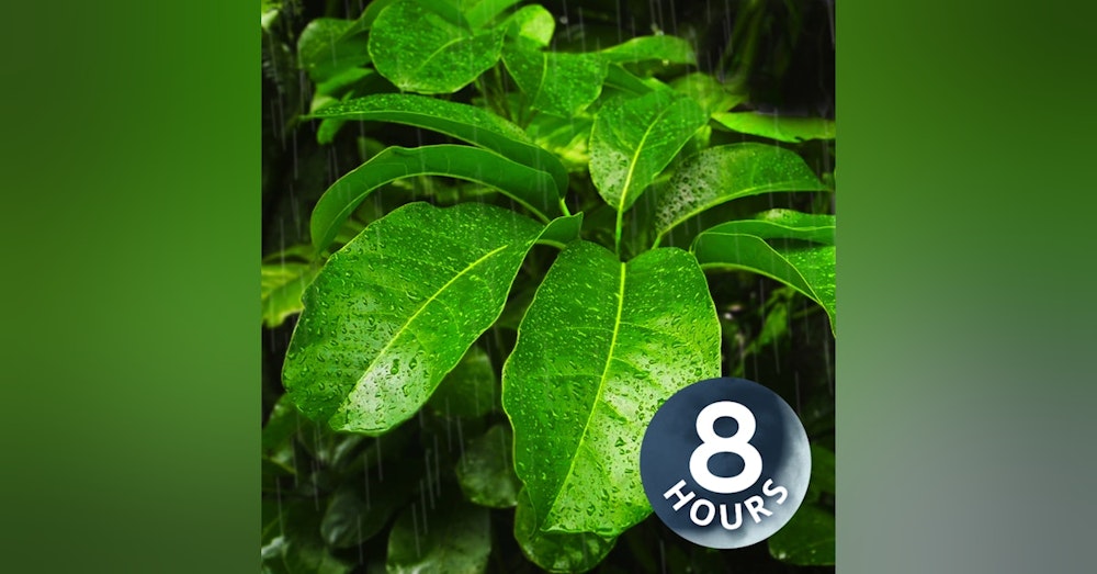 Rainstorm on Tropical Canopy for Relaxation or Sleep | Heavy Rain White Noise 8 Hours