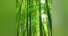 12 Hours Bamboo Forest Wind Sounds | White Noise for Studying, Sleeping, Relaxation