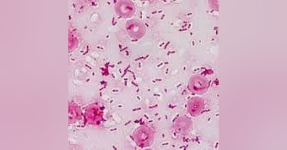 S2 E1: Neglected Tropical Disease: The Potential of Burkholderia pseudomallei