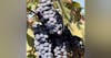Episode 99-To Hot To Grow Grapes In CA, Replica Wines, Cotton Candy Grapes