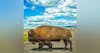 #13: The Great American Bison Road Trip