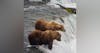 #08: Katmai National Park: Bear Watching