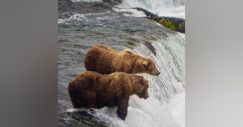 #08: Katmai National Park: Bear Watching