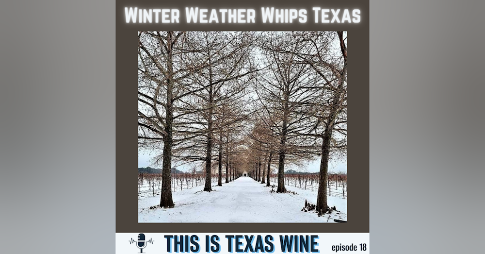 Winter Weather Whips Texas: What's Next for Texas Wine?