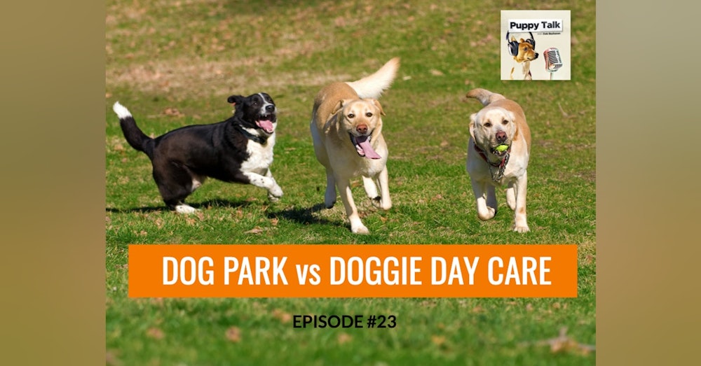 Dog Parks vs Doggie Day Care