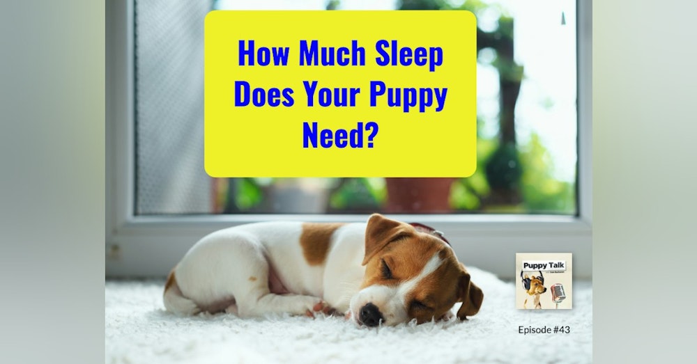 How Much Sleep Does Your Puppy Need?