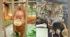 [Encore] Taiwan's Orangutan Craze and the Terrors of the Tiger Trade
