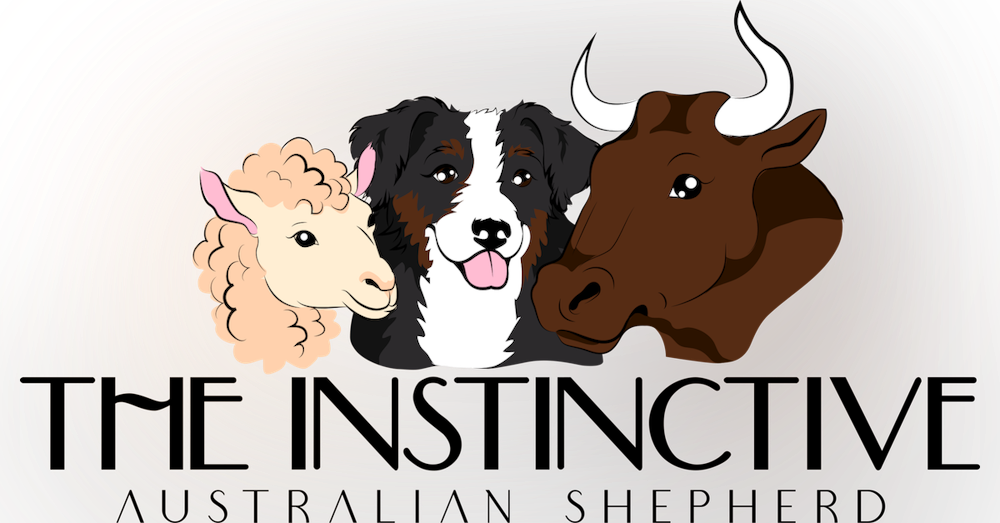 Welcome to the Instinctive Australian Shepherd