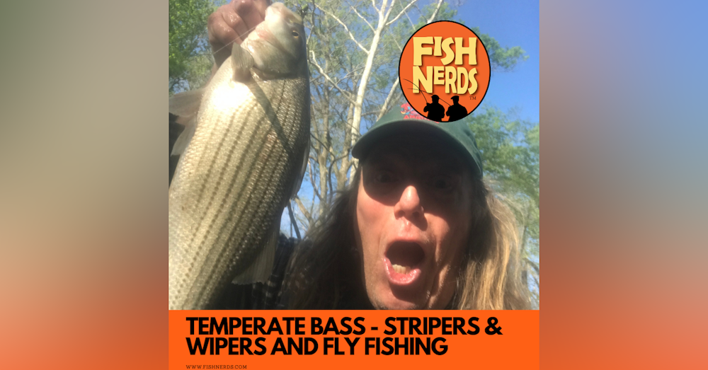 Temperate basses - STRIPERS - WIPERS AND HOW TO FLY FISH FOR THEM EP 113