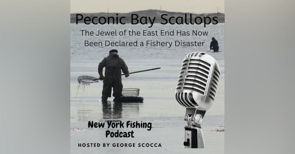 Our Changing Waters - The Peconic Bay Scallop