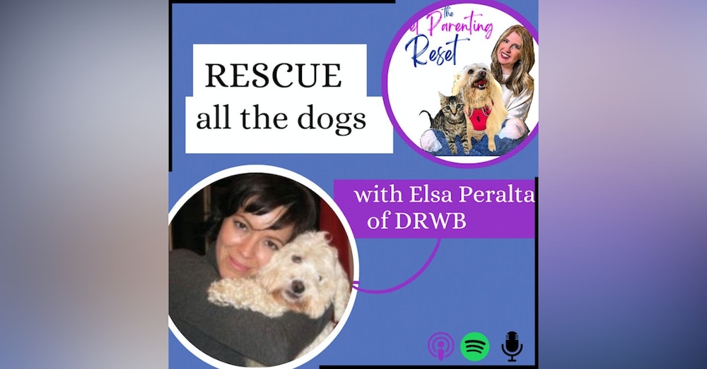 74. The Other Side Of Rescue with Elsa Peralta from Dog Rescue Without Borders