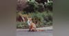 #94- The Hurried Fox