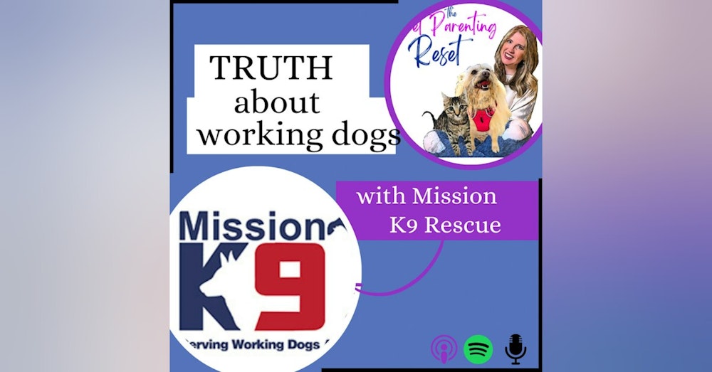 90. The TRUTH About Military & Contractor Working Dogs with Mission K9 Rescue