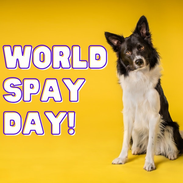 Episode #091 World Spay Day