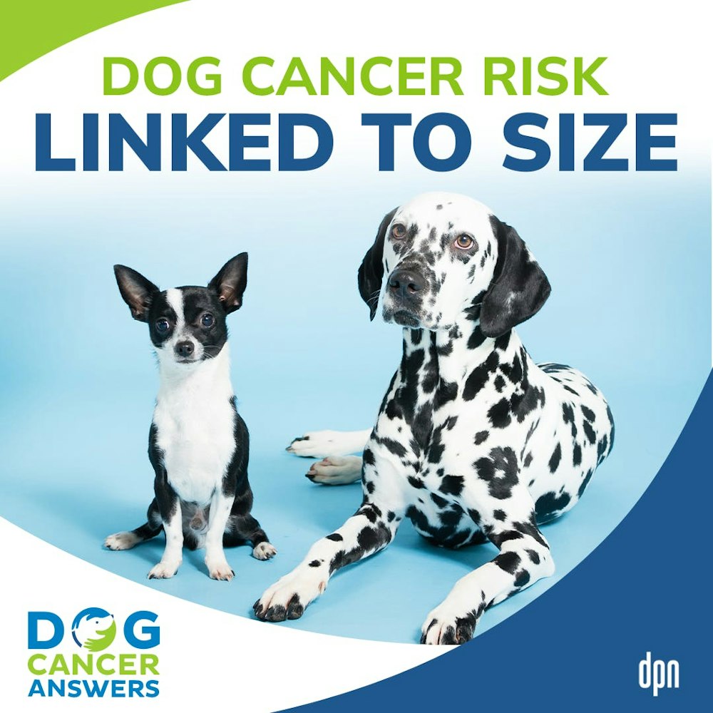 Dog Cancer Risk Linked to Size | Dr. Jules Benson #204