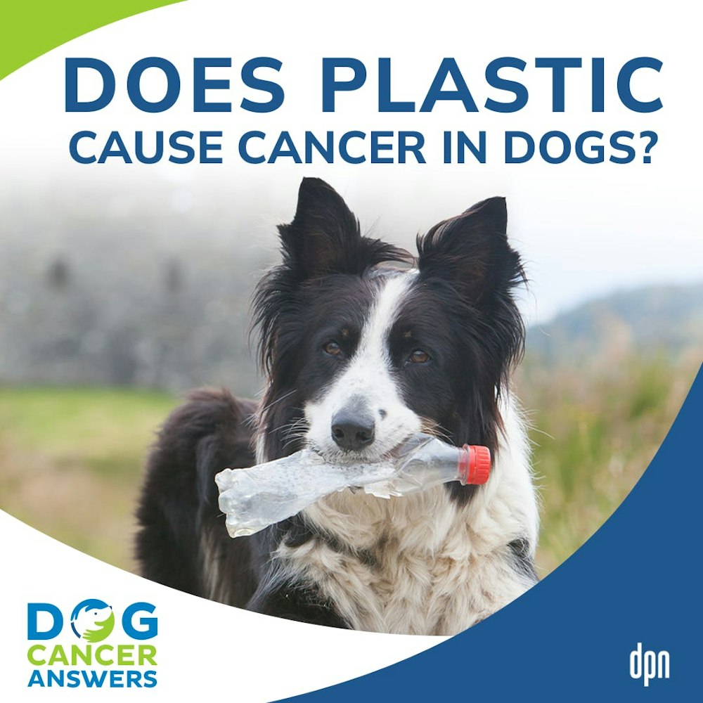 Does Plastic Cause Cancer in Dogs? | Dr. Charlotte Hacker #212