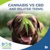 Cannabis vs CBD and Related Terms | Kate Basedow LVT #218