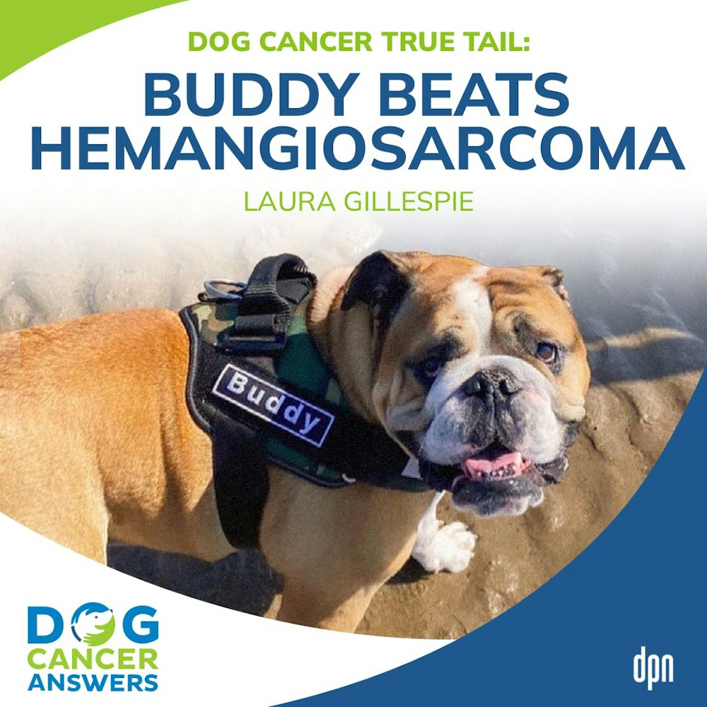 Dog Cancer True Tail: Buddy Beats Hemangiosarcoma | Laura Gillespie #201