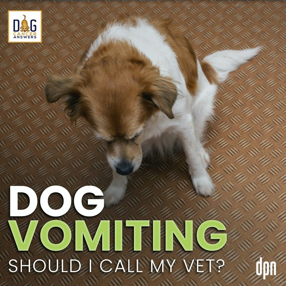 Dog Vomiting: Should I Call My Vet? | Dr. Nancy Reese Deep Dive