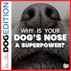 Why is your dog’s nose a superpower? | Dog Edition #42
