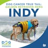 Dog Cancer True Tail: Golden Retriever Hero Indy | Kim Peri & Dr. Mike Lappin #210