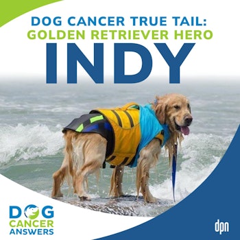 Dog Cancer True Tail: Golden Retriever Hero Indy | Kim Peri & Dr. Mike Lappin #210
