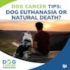 Dog Cancer Tip: Dog Euthanasia or Natural Death? | Molly Jacobson #239
